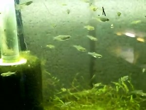 microdevario nanus | Invertebrates by Msjinkzd | Facebook