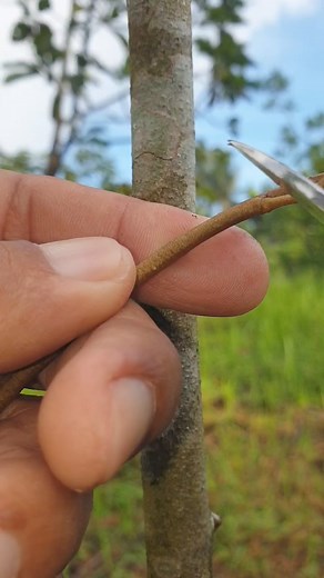 How to grafting durian tree #graftechnical #duriangrafting #graftingtehniques #sambungsisipdurian #graft #injerto #nature #okulasi #seedlings #planting #gardening #roses #Bonsai #topworking #budding #tonguegraft #fbreel #graftingexample #durianfruits #graftingtree #musangking #fruits | Lombok Grafting