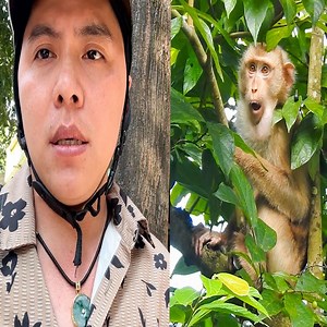 16K views · 463 reactions | The reason dad couldn't go visit Monkey Kaka and Mit today | Monkey Xuka | Facebook