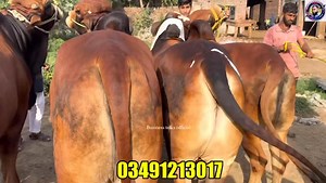 47K views · 1.3K reactions | Pakistan Most Beautiful Cattle Farm in Pakistan #agazharkhan #businesstalksofficial | Business talks official | Facebook
