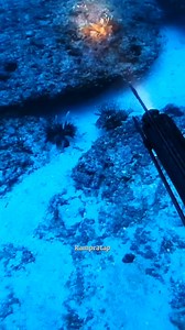 Sea fush rescue😱| #reelsfbシ #viralreelschallenge #viralvideochallenge #discovery #viralchallenge #trendingvideo #fishing #sealife #scubadiving | Ram Pratap