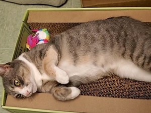 MEOW Cat Rescue on Reels | Facebook