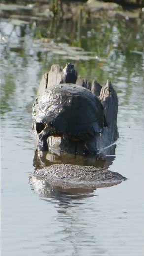 Visit the Fort Worth Nature Center!!!!