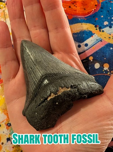 Exploring Megalodon Fossils and Their Colors