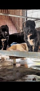 Full tiger skin female, tiger skin flower male puppies chaos time 😀! #centralasianshepherd #puppies #reelschallenge #fypシ #explore #foryouシ #StarsEverywhere #centralasianshepherd #usa #uk #viralreelschallenge #guarddog #puppies #alabai #livestockguardiandog | Sumit Kumar Sinha