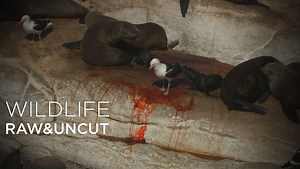 Fur seals fight over newborn pup | Wildlife: Raw & Uncut | Earth Touch News