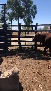 Real Beefmaster - Venta de Beefmaster en Mexico on Reels