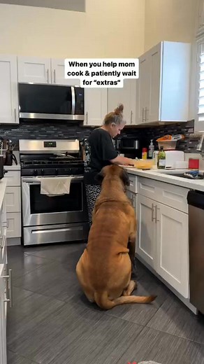 #begging #beggingdog #dogs #dogsofinstagram #mastiffs #bigdogs #mastiffsofinstagram #cutedogs #bigboybowser | Bowser the Giant Mastiff