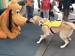 Pawesome moment excited canine meets iconic Disney dog Pluto