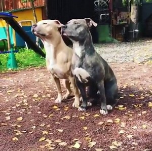 These two are absolutely amazing! 😍 | The Daily Acorn