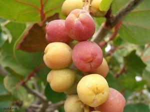 Un arbusto que se da bien en las costas cálidas por su resistencia a la salinidad es la uva de playaMás fotos e información enhttp://www.riomoros.com/2015/07/uva-de-playa-coccoloba-uvifera.html