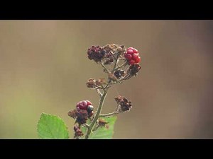 Blackberry (Rubus fruticosus)