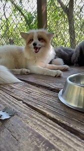 15K views · 347 reactions | Happy Fox Friday #fox #cute #rescue #animals #friday | The CARE Foundation | Facebook