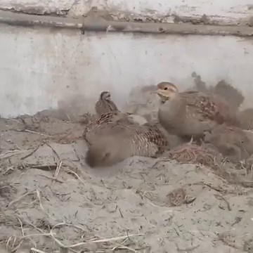 Partridge baby chicks #babies #birds #titar | FATEH JANG TV