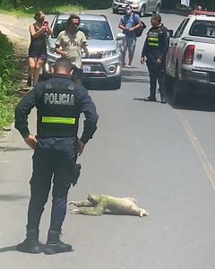 Police escort sloth as he slowly crosses road! | MetDaan Tips