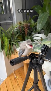 rescued Azure-winged Magpie (灰喜鹊,Cyanopica cyanus) says Good day from #China. My love for you all. ❤️❤️❤️ #Chinese #nature #birds #wildlife #travel #peace #beauty #beautiful #love | Lin hillside
