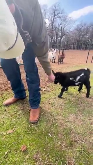 Why is he being attacked by angry birds porn