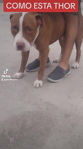 3K views · 198 reactions | #THOR PRIMERA DE PRO  Fue #adoptado hace...