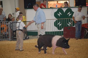 4-H Fair: Pigs, Pigs and More Pigs