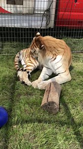 Culpepper & Merriweather Circus on Reels | Facebook