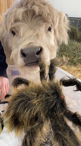 38K views · 1.1K reactions | They had so much fun with this!  | My Mountain Husky | Facebook