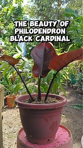 PHILODENDRON 'BLACK CARDINAL' |SIMPLE CARE TIPS Mamalyn's Garden Beginner tips position your black cardinal in a spot with bright but indirect light, use a fast draining/well-draining potting mix(soil less ) and keep humidity levels high #plantcare #plantcaretips #beginner #tips #guide #myplants #philodendron #black #CARDINAL #plantingtips #gardening #HappyPlanting #homegardening #plantmom | Mamalyn's Garden