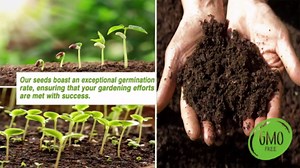 Autumn Crocus Seeds Colchicum Autumnale Unique Blooming Time Cup-Shaped Flowers Minimal Maintenance Used in Perennial Beds, Borders, and Rock Gardens 100Pcs by YEGAOL Garden