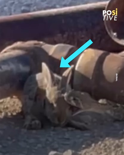 136K views · 186 reactions | BAJADA: A person recorded when a huge snake moved to attack a bunny. When it thought it had an easy prey, the bunny jumped away. | Hallelujah | Facebook