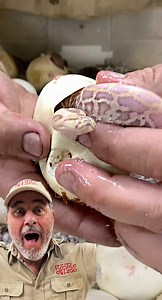 EGG CUTTING✂️🐍 It’s this little one’s first time out of the egg🙌 Happy Birthday to this rare little noodle🤩 Snakes often lay anywhere from 30 to 90 eggs and this happens to have very rare genes😁🙏🏽 • • • • #wow #egg #hatching #brand #new #baby #snakes #new #born #life #cool #video #cute #little #happy #birthday #amazing #animals #eggs #beautiful #moments #wild #wildlife | Jayprehistoricpets