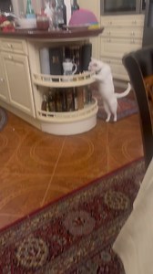 #catsofinstagram#mariaguleghina #opera | Maria Guleghina