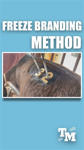 Horses Freeze Branding Tattoo Liquid nitrogen freeze is used to identify livestock. The freeze branding method does not hurt the animal like traditional hot branding does. Credits: @ barrelchamp101 / TT. @ MattHildebrand12, burtonrealtyandauction, thenaturaljohn / YT. #tech #technology #engineering #innovative #reels | Tech Moments