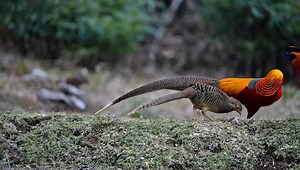 73K views · 3.3K reactions | In Chongqing city, a male Golden Pheasant (红腹锦鸡, Chrysolophus pictus) is trying hard to impress a female with courtship display. Native to central and western #China, it is under second-class state protection. ❤❤❤ #Nature #Peace #wildlife #Chinese #birds #travel | Lin hillside | Facebook
