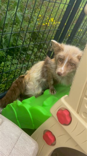 Hazel is one of our more fearful, and least social foxes here at Clevyr. However, every once in a while I can sneak in a pet or a boop.. would you dare boop her? #clevyrhazel is sponsored by Lori Z #clevyrfoxes #fox #foxes #petfoxes #redfox #foxsounds | Clevyr Creatures Fox Sanctuary