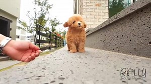 57K views · 2.4K reactions | Un petit chien tout mignon | Animaux Mignons | Facebook