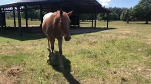40 reactions | A hot one at ARM Sanctuary today  These guys sure know how to keep it chill under a nice shade  | Animal Recovery Mission | Facebook