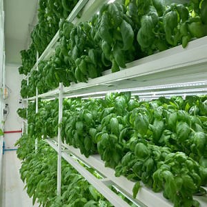 [Hot Item] Vertical Mart Hydroponics Growing Systems Farming Home Hydroponic Growing Systems