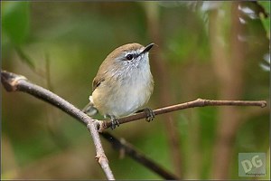 Brown gerygone - Alchetron, The Free Social Encyclopedia