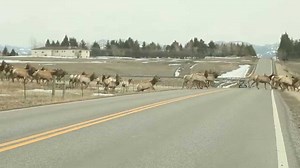 A Huge Herd of Elk Crossing a Road in Montana
