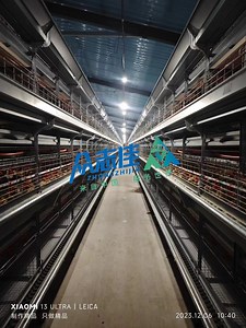[Hot Item] Automatic Feeding Chicken Cage Multi Tiers H Type a Type Ground Feed Galvanized Steel Modern Poultry Farming Equipment Battery Broiler Brood Layer Chicken Cage