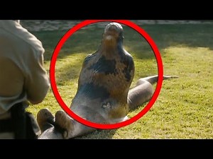 Giant Snake - Anaconda Eats Man Alive (Real or Fake?)