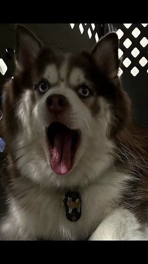 Gomdori.Pomsky on TikTok