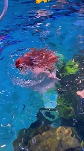 19K views · 203 reactions | Las Vegas has it’s very own mermaid...