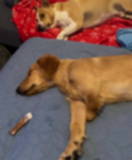 emma3chickenwing on TikTok