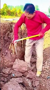 Digging dioscorea roots process