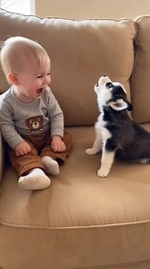 47K views · 1.4K reactions | Husky Puppy and Baby Sharing the Cutest Moment Ever ❤️ #husky #babyandpuppy #wholesomecontent #dogreels #viralshorts #petlovers #cutevideo | Media Buzz | Facebook