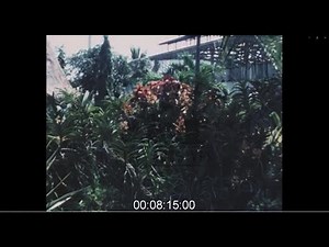 Colourful Plants and Nature in Thailand, 1980s - Archive Film 1065257