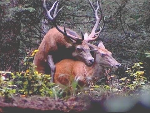 SAILLIE D'UN CERF EN FORÊT OUVERTE