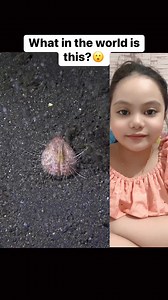 2.9K views · 41 reactions | This is the he heart urchin ❤️, a unique...