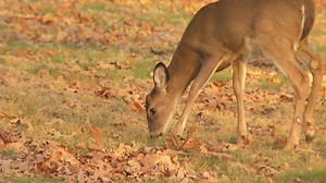 Hunters worry about PFAS chemicals in deer meat this season