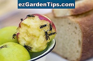 Comment tuer les guêpes sans un insecticide 🌱 Conseils Jardiniers - Fr.ezGardenTips.com